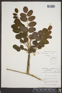 Robinia hispida image