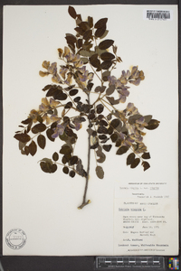 Robinia hispida image