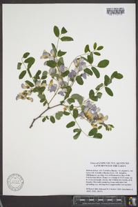 Robinia hispida var. kelseyi image