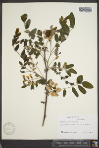 Robinia kelseyi image
