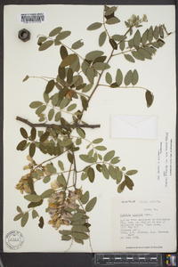 Robinia viscosa var. hartwigii image