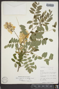 Robinia viscosa var. hartwigii image