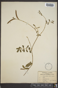 Cracca spicata image