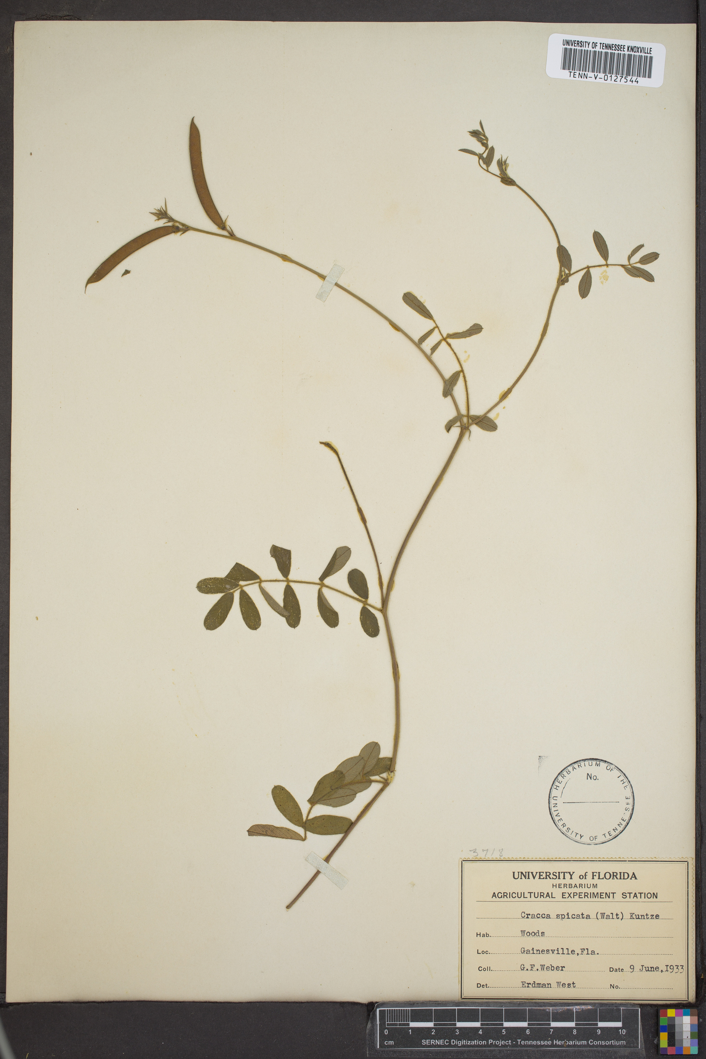 Cracca spicata image