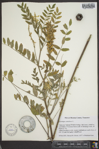 Astragalus canadensis image