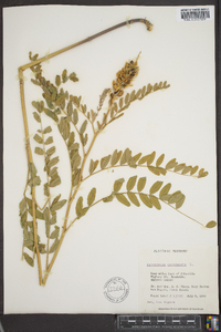 Astragalus canadensis image