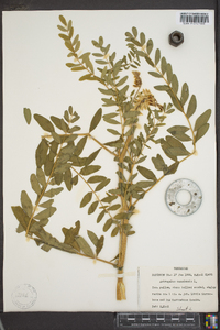 Astragalus canadensis image