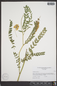 Astragalus canadensis image