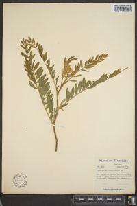 Astragalus canadensis image