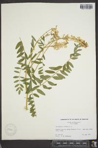 Astragalus canadensis image