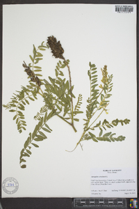 Astragalus canadensis var. canadensis image