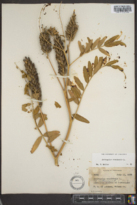 Astragalus canadensis image