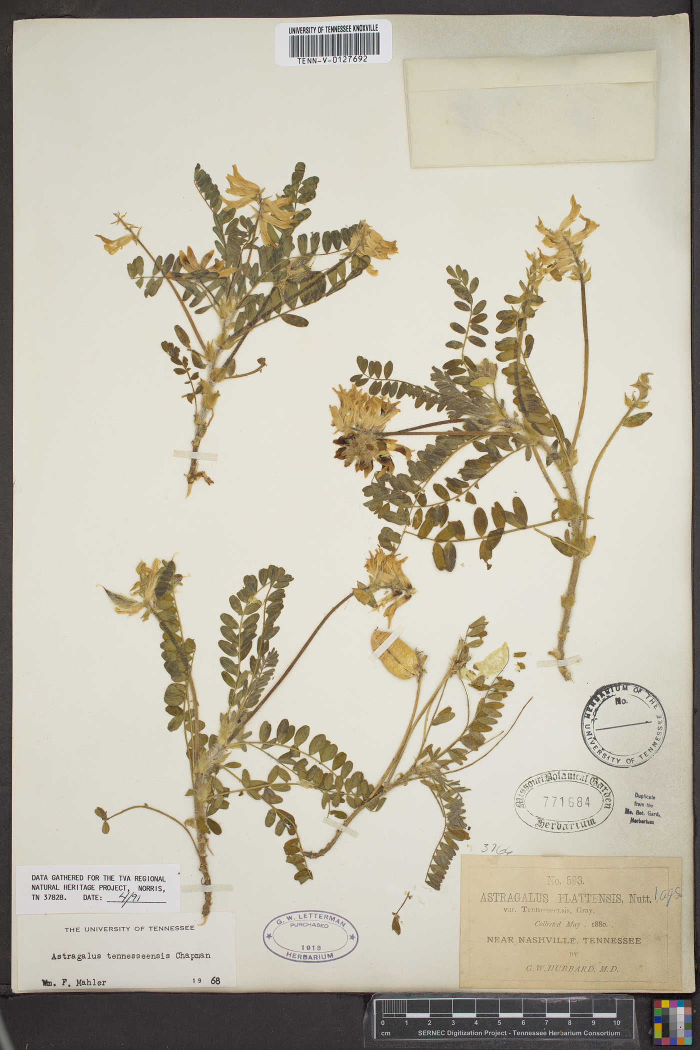Astragalus tennesseensis image