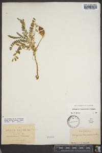 Astragalus tennesseensis image