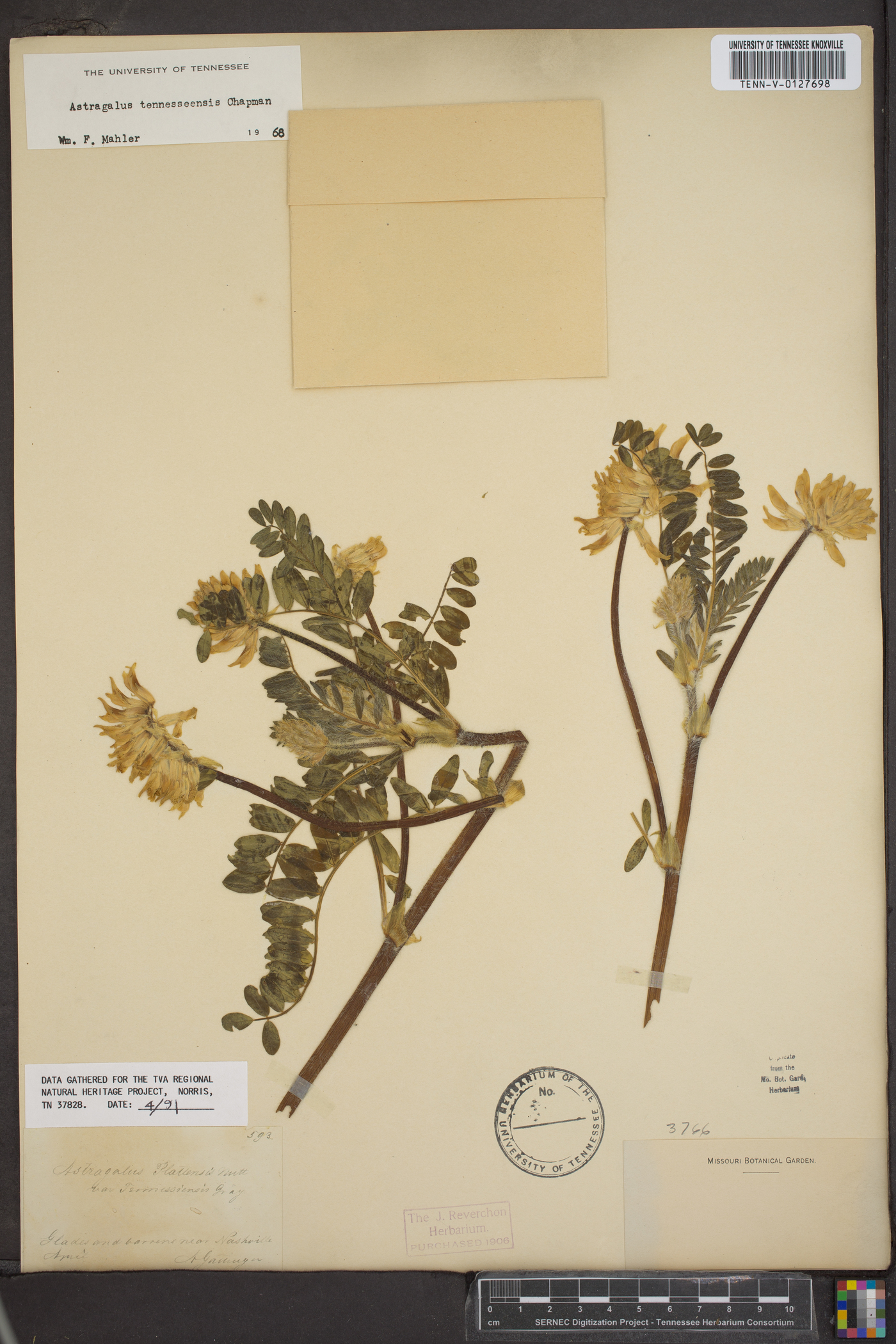 Astragalus tennesseensis image