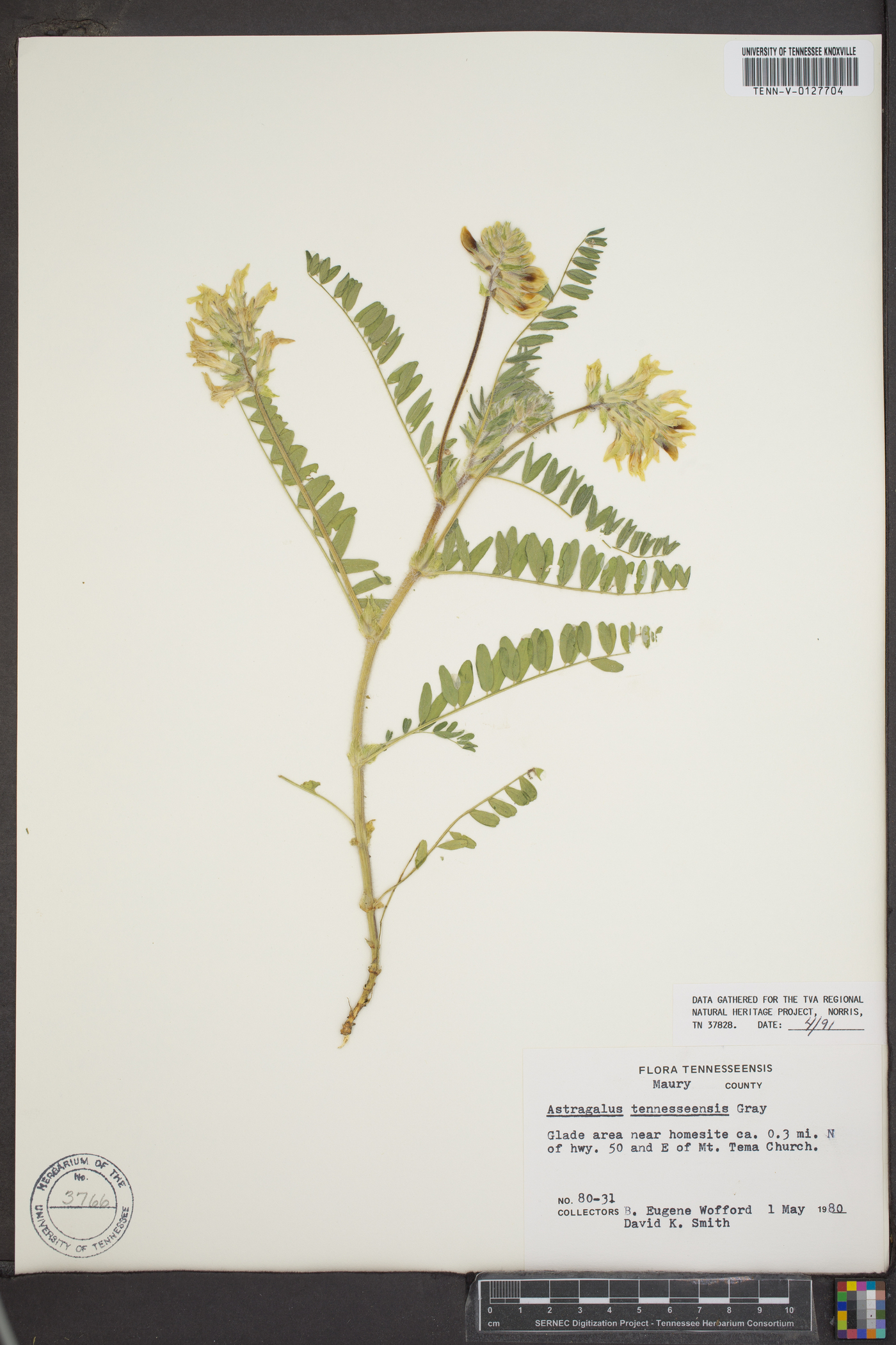 Astragalus tennesseensis image