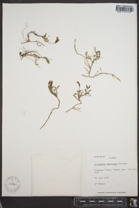 Image of Astragalus amblyodon