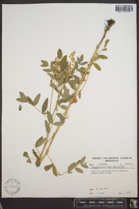 Astragalus amblyodon image