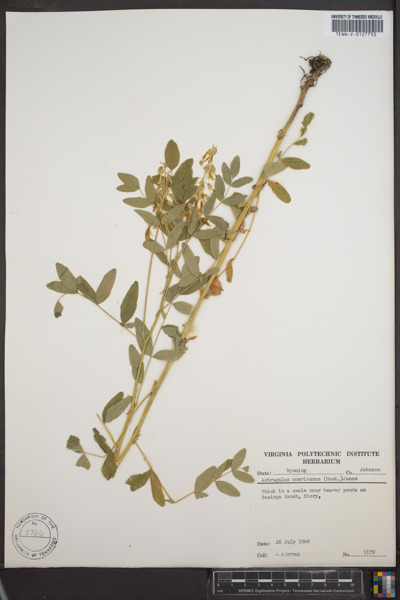 Astragalus amblyodon image