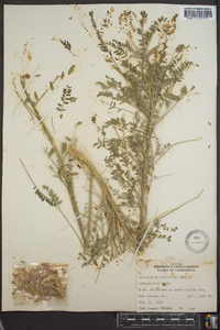 Astragalus antisellii image