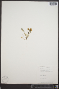 Astragalus alpinus image