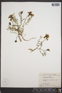 Astragalus alpinus image