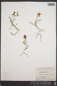 Astragalus alpinus image