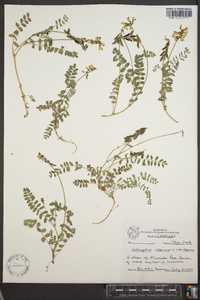 Astragalus alpinus image