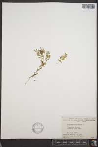 Astragalus alpinus image