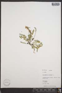 Astragalus alpinus image