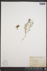 Astragalus alpinus image