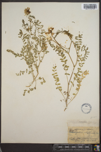 Astragalus alpinus image