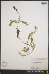 Astragalus alpinus image