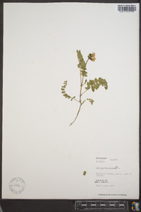 Astragalus alpinus image