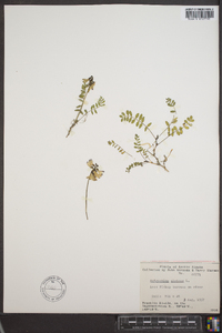 Astragalus alpinus image