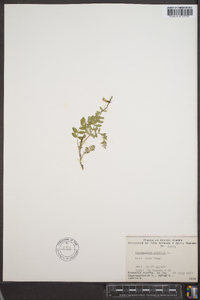 Astragalus alpinus image