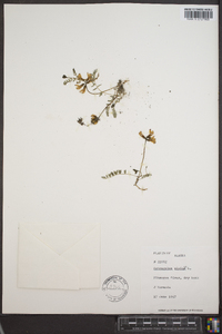 Astragalus alpinus image