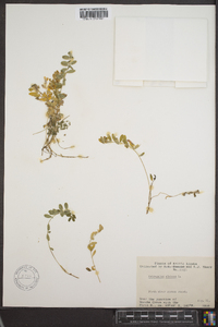 Astragalus alpinus image