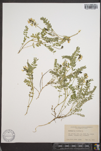 Astragalus alpinus image