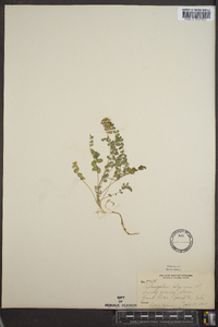 Astragalus alpinus image