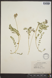 Astragalus alpinus image