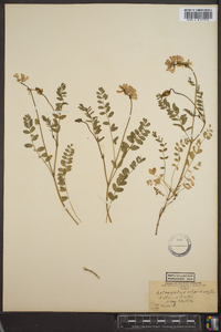 Astragalus alpinus image