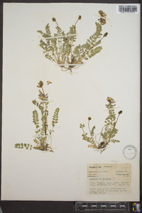 Astragalus alpinus image