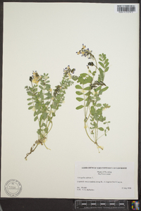 Astragalus alpinus image