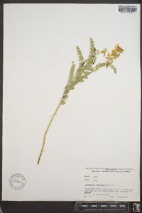 Astragalus beckwithii image