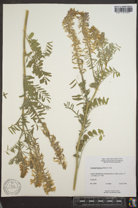 Astragalus bisulcatus image