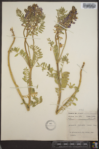 Astragalus bisulcatus image