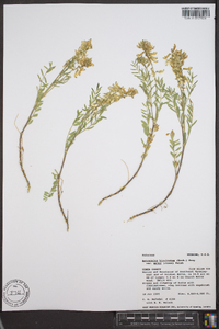 Astragalus bisulcatus var. major image