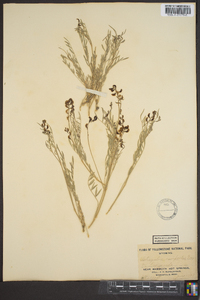 Astragalus campestris image