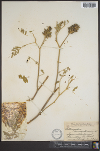 Astragalus canadensis image